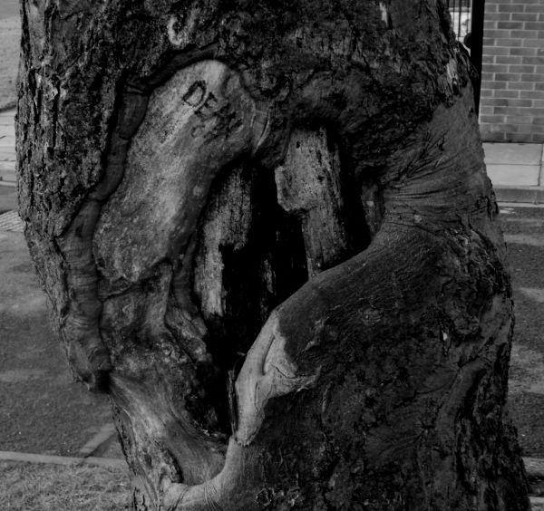 aged trunk